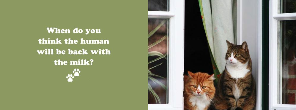 The Secret Thoughts of Cats - Image 8