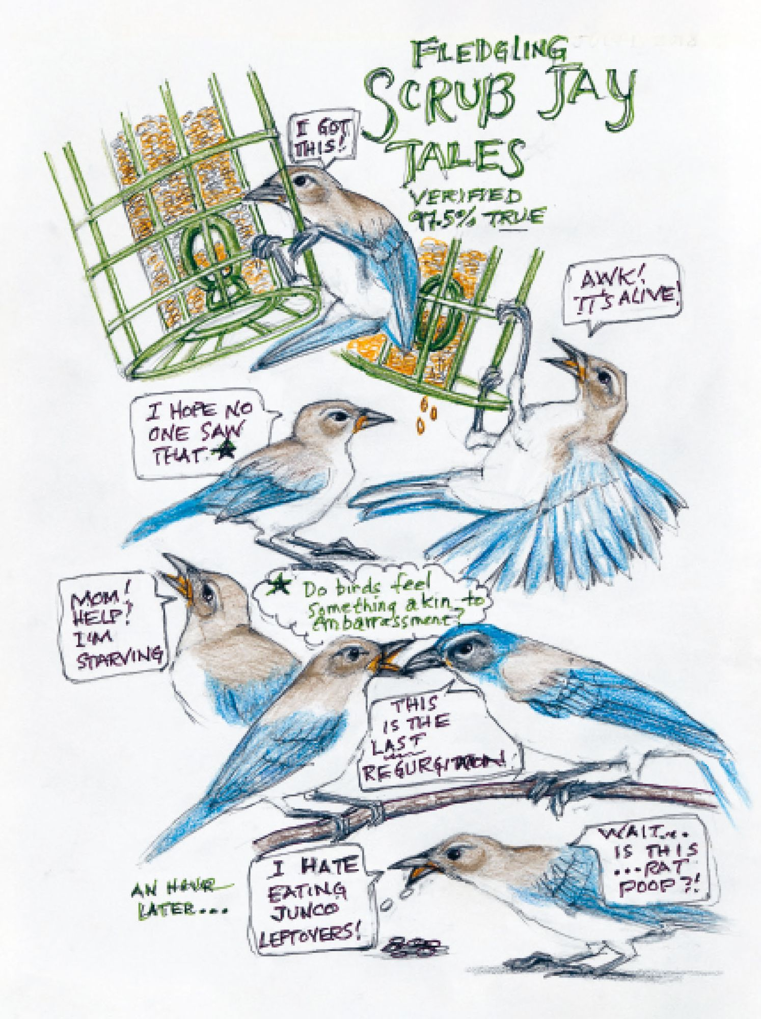 The Backyard Bird Chronicles (2024 B&N Gift Book of the Year) - Image 5