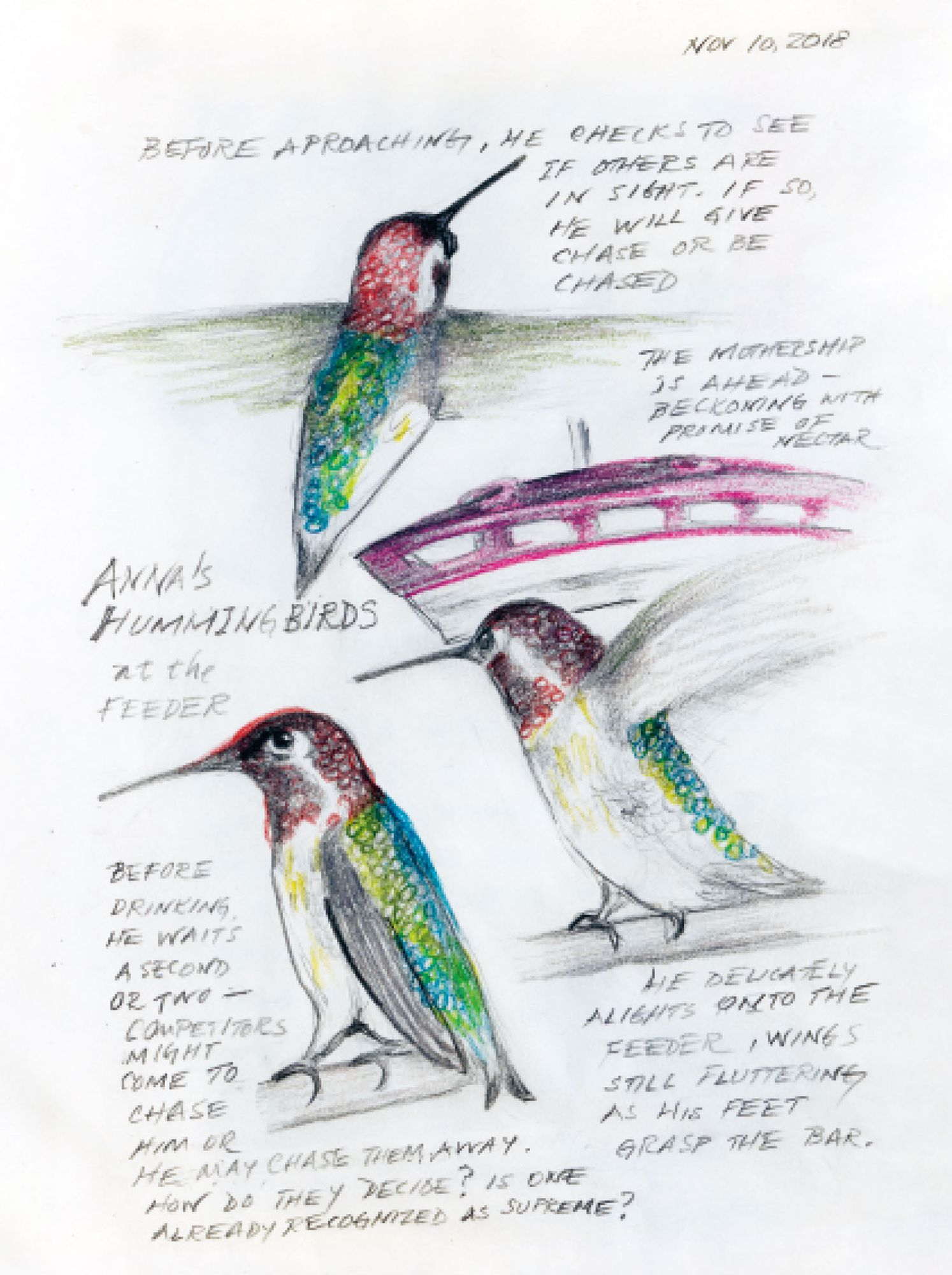 The Backyard Bird Chronicles (2024 B&N Gift Book of the Year) - Image 6