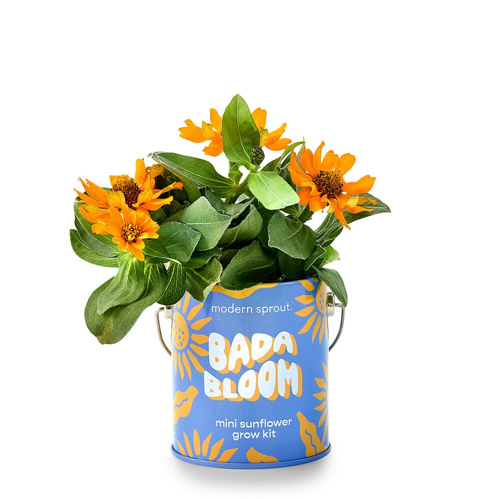 Complimentary Color Grow Kit - Sunflower
