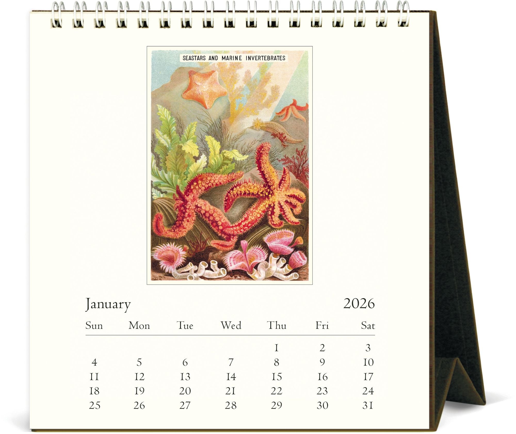 2026 Cavallini Sea Life Desk Calendar - Image 2