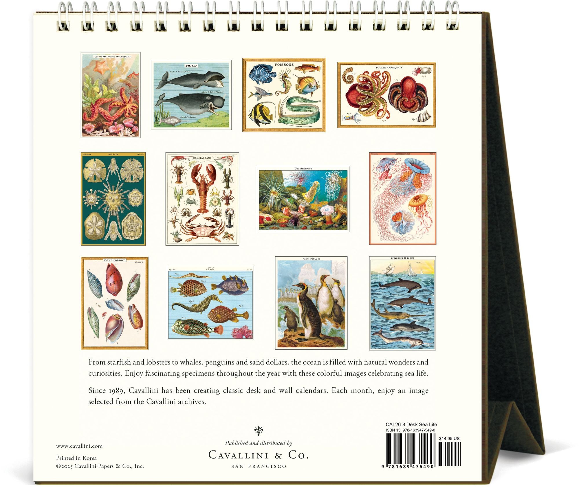2026 Cavallini Sea Life Desk Calendar - Image 3
